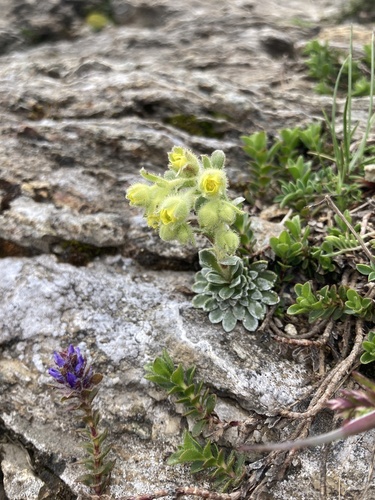 Saxifraga luteoviridis