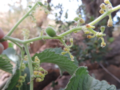 Cyphostemma lanigerum