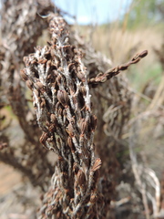 Myrothamnus flabellifolius