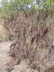 Myrothamnus flabellifolius