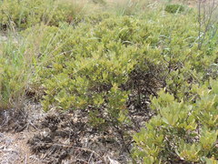 Searsia magalismontana magalismontana