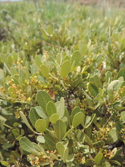 Searsia magalismontana magalismontana