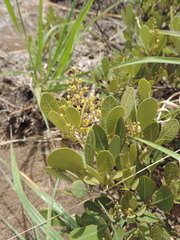 Searsia magalismontana magalismontana