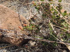 Myrothamnus flabellifolius