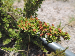 Myrothamnus flabellifolius