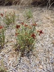 Cyperus rupestris