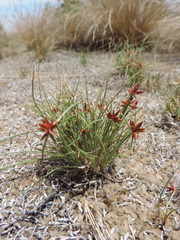 Cyperus rupestris