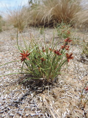 Cyperus rupestris