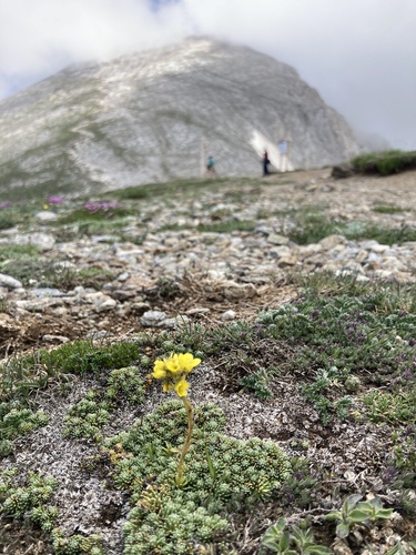 Saxifraga ferdinandi-coburgi, photograph 6