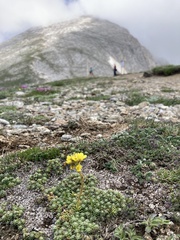Saxifraga ferdinandi-coburgi, photograph (c) Annie Evankow, some rights reserved (CC BY)