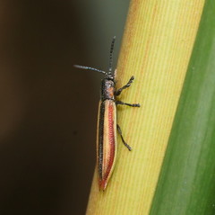Eurispa vittata