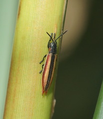 Eurispa vittata