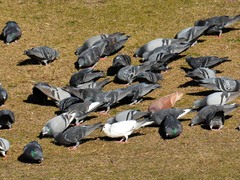 Columba livia