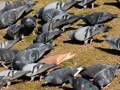 Columba livia