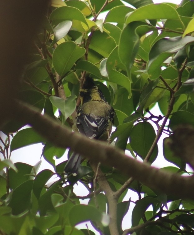 Himalayan Black-lored Tit