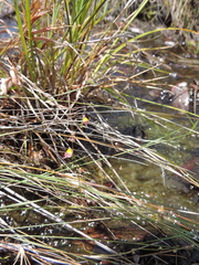 Utricularia welwitschii