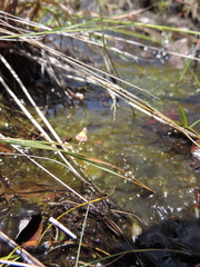 Utricularia welwitschii
