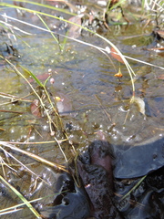 Utricularia welwitschii