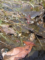 Utricularia welwitschii