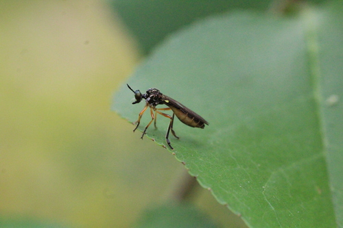 Dioctria bicincta