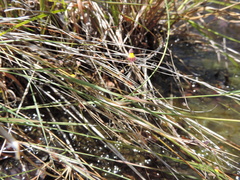 Utricularia welwitschii