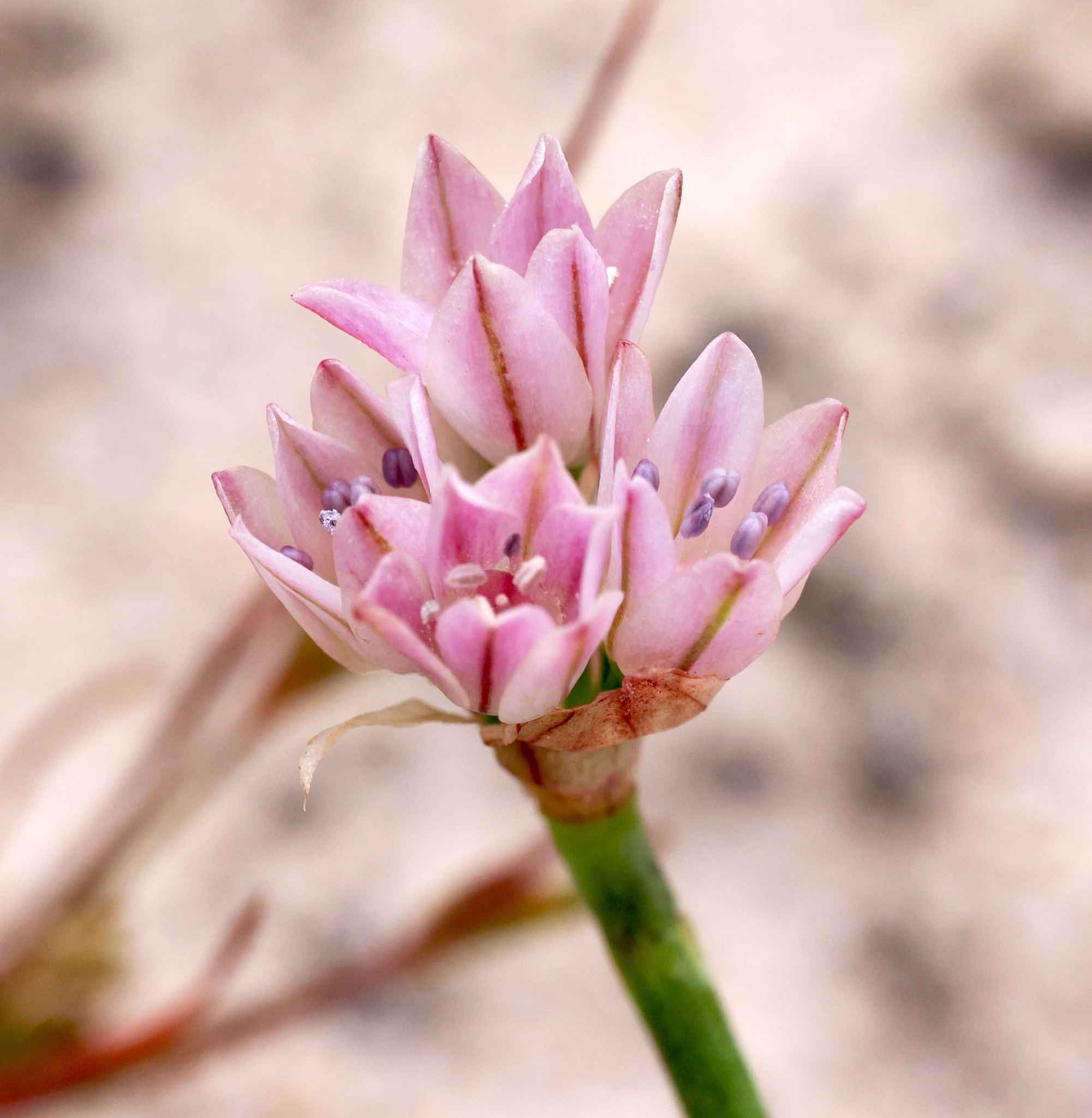 Allium hickmanii