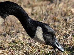 Branta canadensis