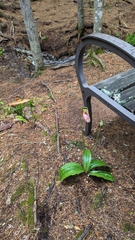 Cypripedium acaule image