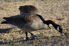 Branta canadensis