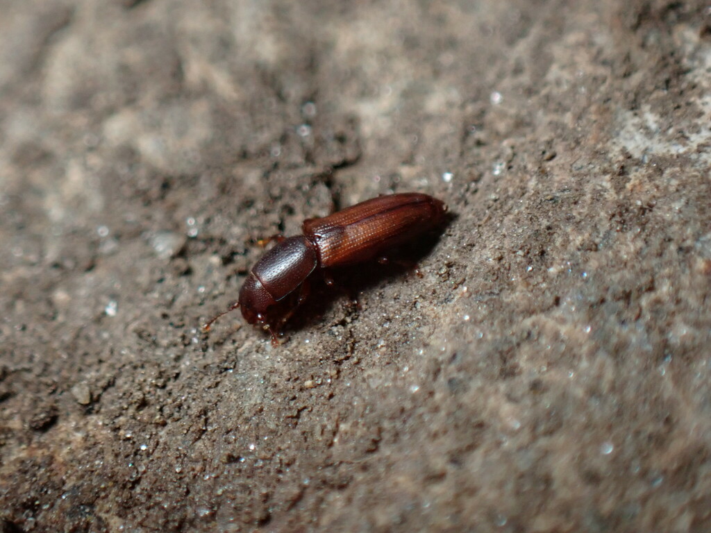 Graveyard Beetle