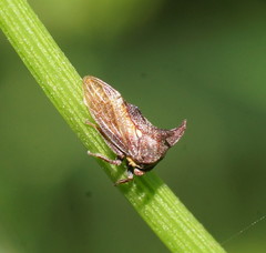 Pogonella minutus