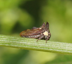Pogonella minutus