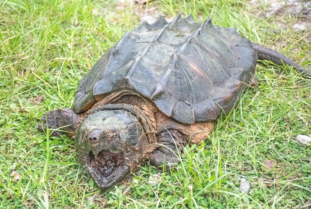 Suwannee Alligator Snapping Turtle in June 2023 by John Serrao ...