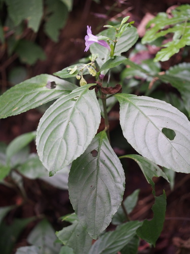 Strobilanthes cusia iNat (1)