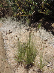 Bulbostylis burchellii