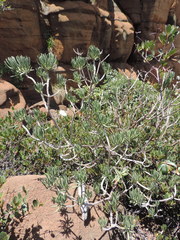 Senecio barbertonicus