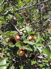 Ochna pretoriensis
