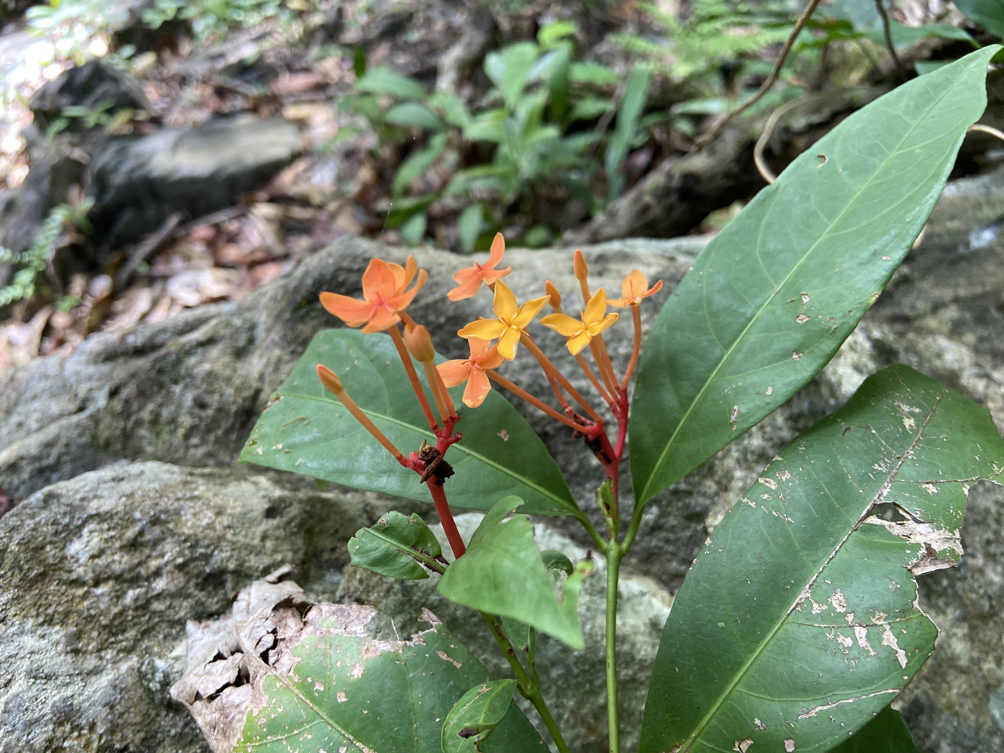 Imagem de Ixora-vermelha
