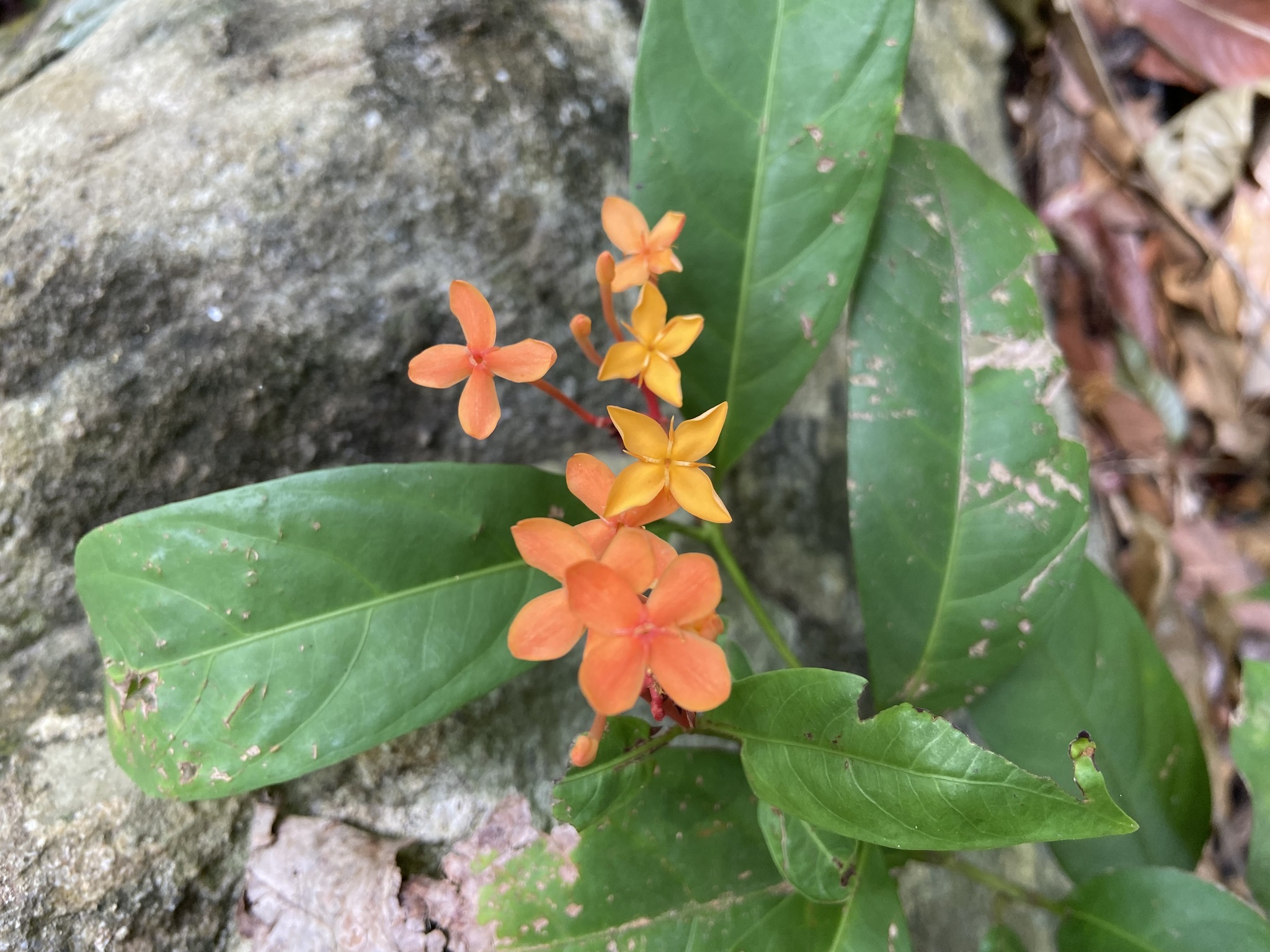 Imagem de Ixora-vermelha