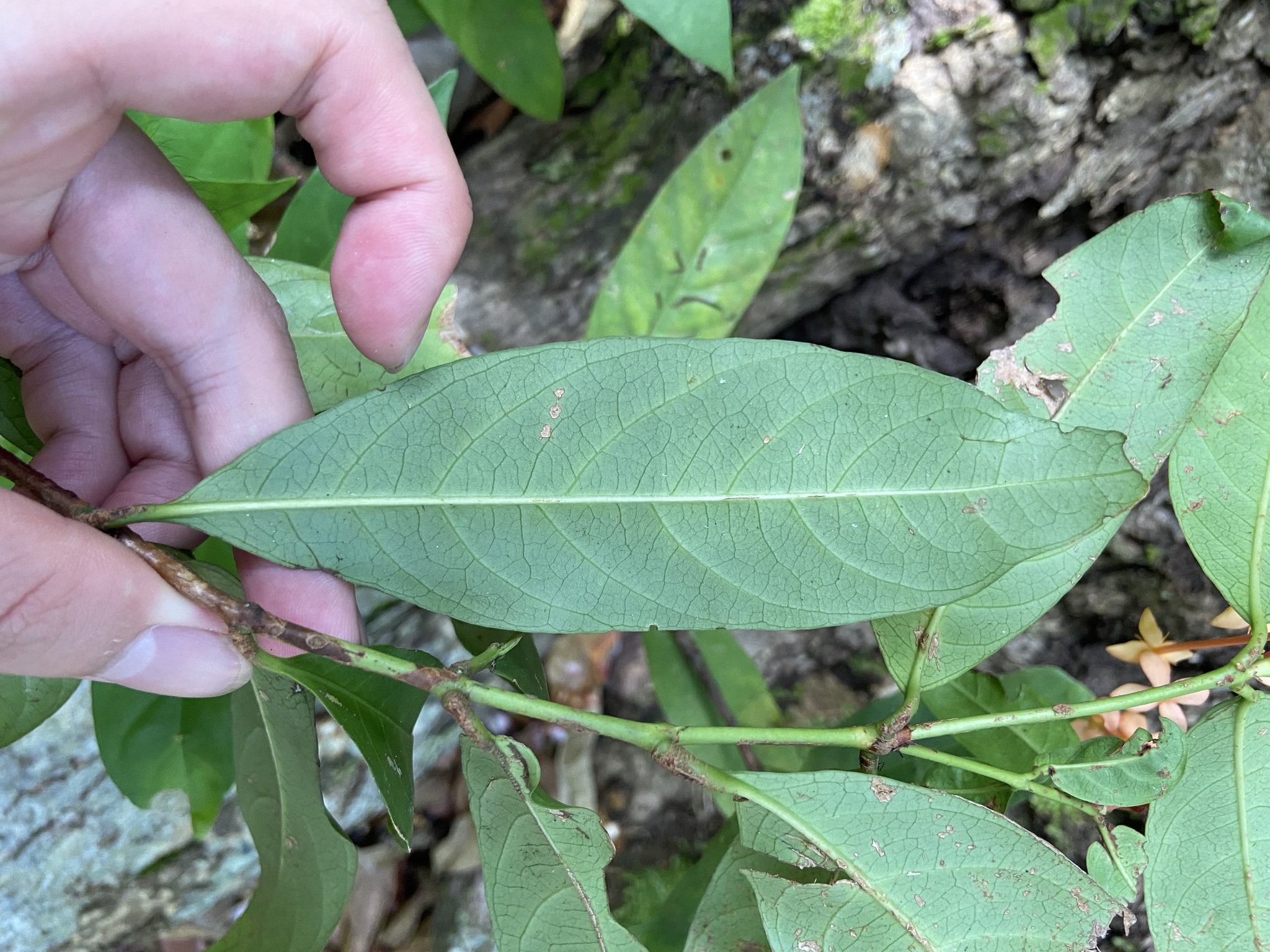 Imagem de Ixora-vermelha