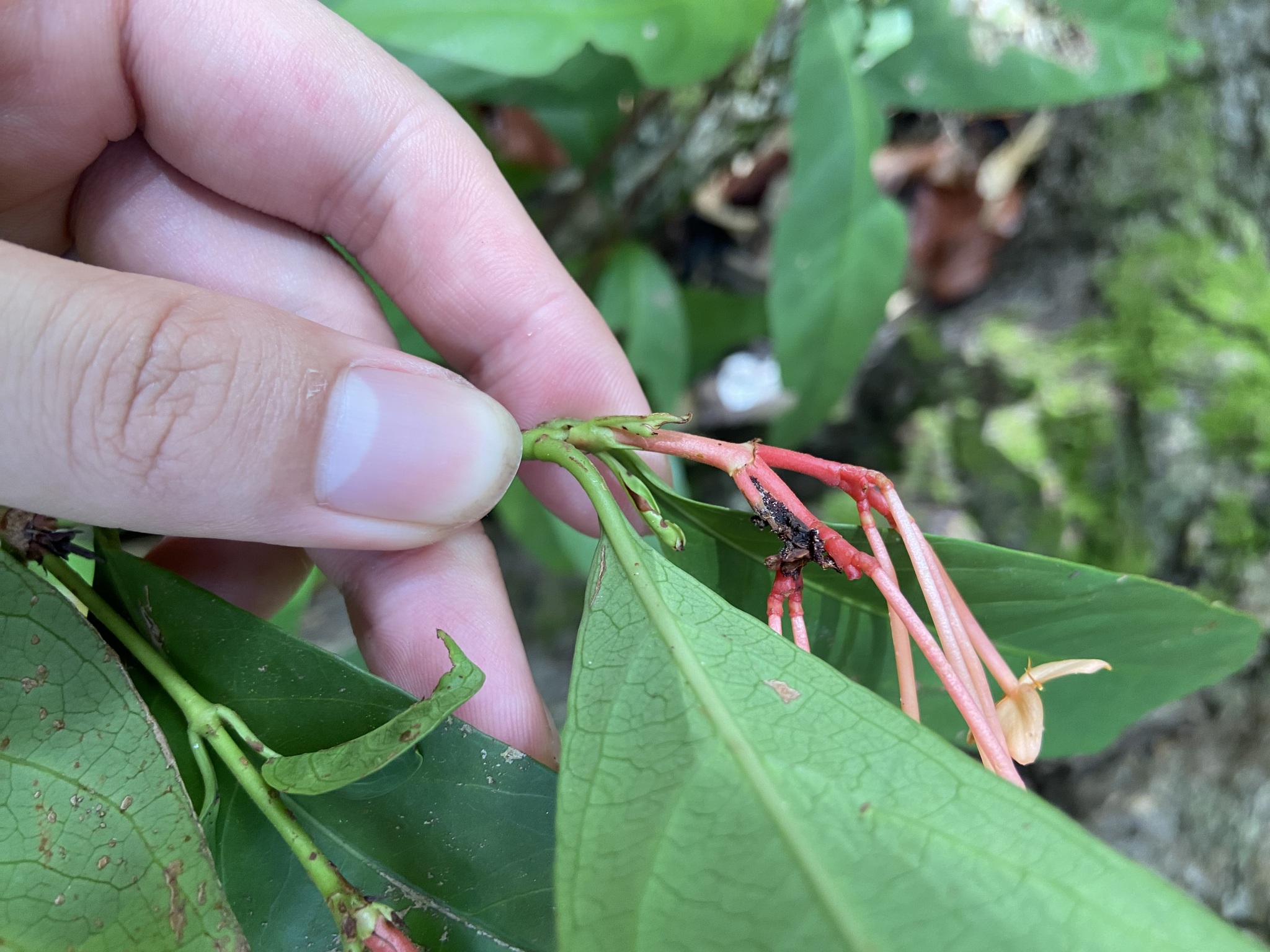 Imagem de Ixora-vermelha