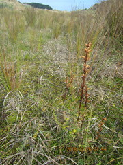 Orobanche minor