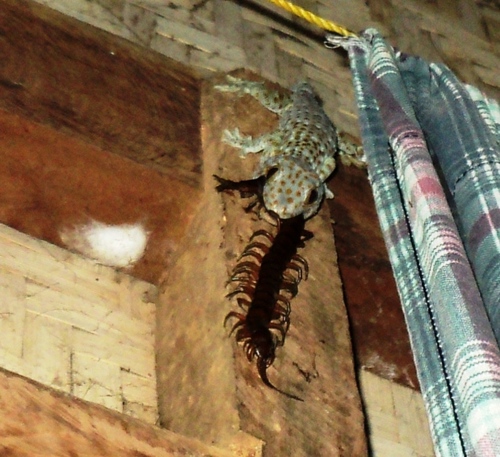 Tokay Gecko, Tambisan, Siquijor, Philippines, photo 8 of 10