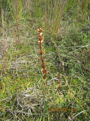 Orobanche minor
