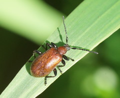 Ecnolagria rufescens