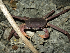 Discoplax gracilipes