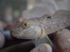 Ontario Fish · iNaturalist