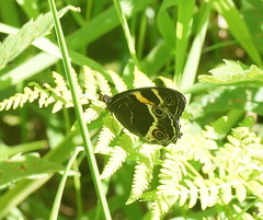 Tisiphone abeona albifascia
