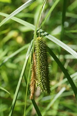 Carex fascicularis