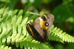 Tisiphone abeona albifascia